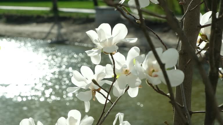 Beautiful white magnolia flowers move in the wind slow motion close up