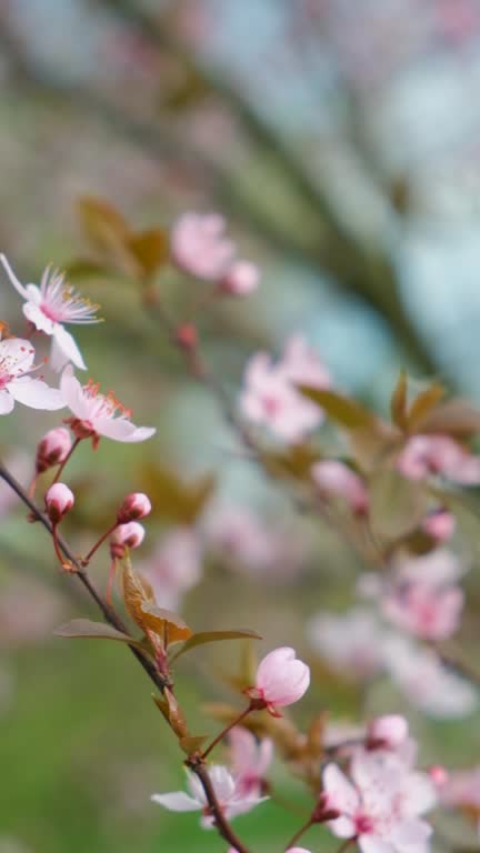 Spring flowering tree of the ornamental plum Pissardi