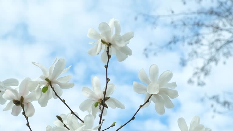Blooming magnolia on the background of the sky, white large flowers on a tree