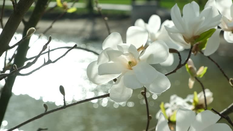 Blooming white magnolias and flying pigeons near pond slow motion.