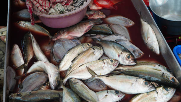 istock selling fresh fish at the market 2149643269