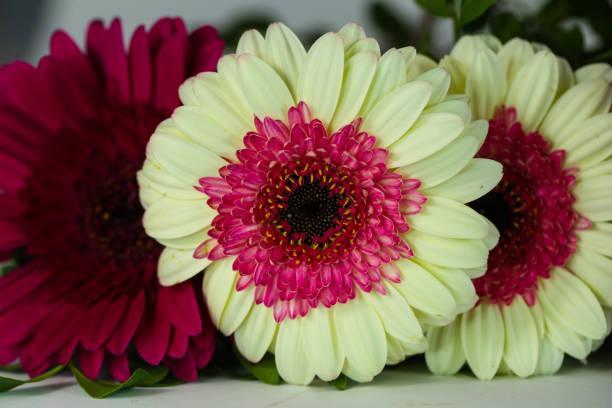 Gebera on a white background, Mother's Day, birthday