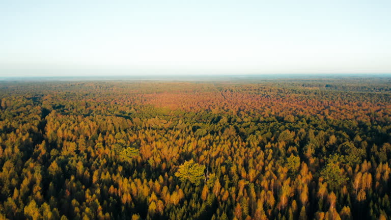 Golden Canopy: Aerial View of Vast Autumn Forest with Evergreens