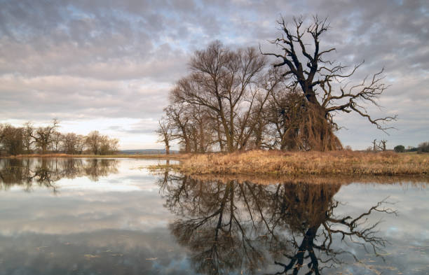 istock Landscape in the park. Old trees. 2149644471