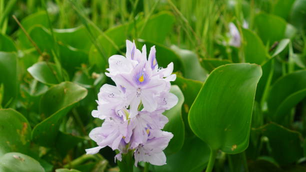 istock water hyacinth flowers bloom 2149644850