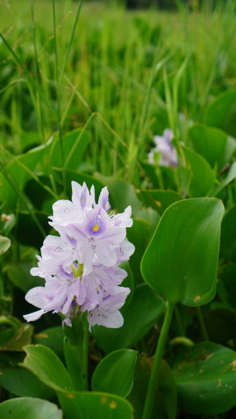 istock water hyacinth flowers bloom 2149644887