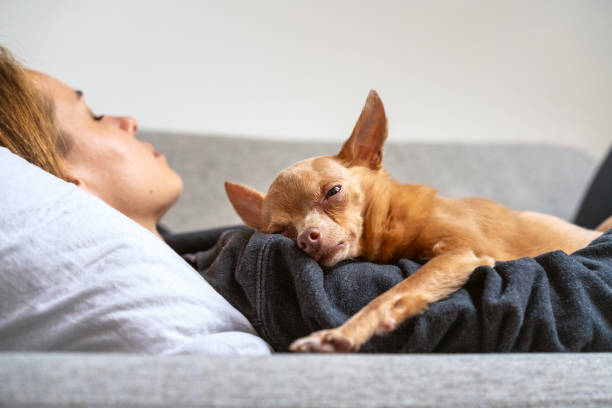 istock Pet aging process. Old Toy Terrier dog lying down on sleeping owner. Togetherness and love for pets. 2149645164