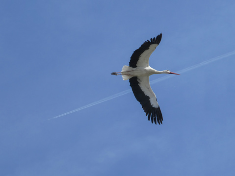 Flying stork and airplane vapour trail over clear blue sky from below