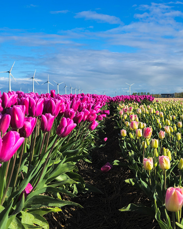 A stunning field bursting with pink and yellow tulips under the vibrant spring sunlight, creating a mesmerizing and colorful landscape in the Noordoostpolder Netherlands