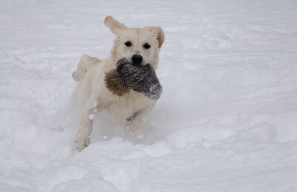 Young playful golden retriever in the snow runs away with stolen hat