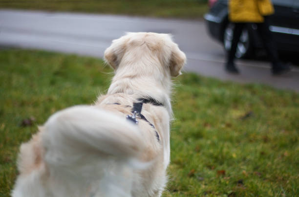 istock Cute golden retriever 2149645523