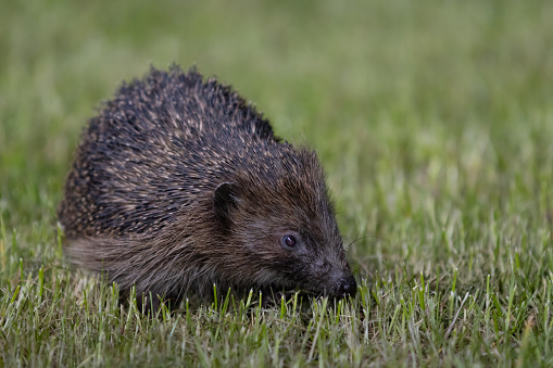 Small african hedgehog pet on green grass outdoors on summer day. Keeping domestic animals and caring for pets concept.