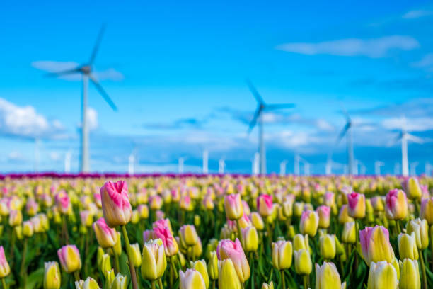 Vibrant tulips dance in a field while windmills stand tall in the background, capturing the essence of spring in the Netherlands. windmill turbines green energy in Spring