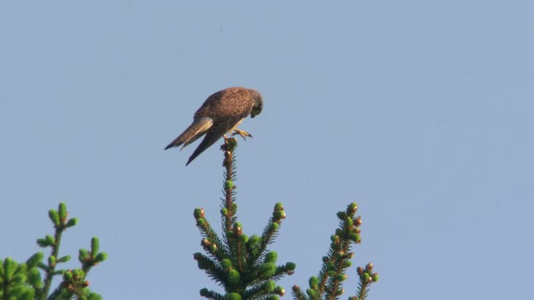 kestrel sitting on a tree and eats a cockchafer