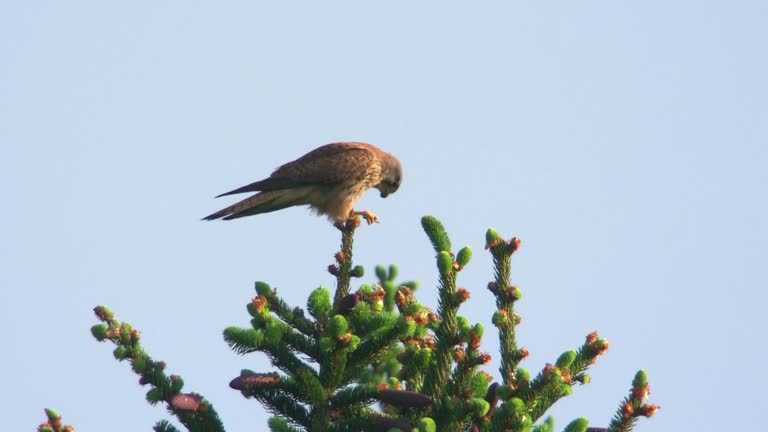kestrel sitting on a tree and eats a cockchafer