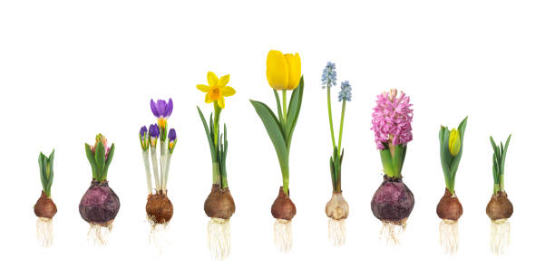 Growth stages of tulip, hyacinth, blue grape, crocus and narcissus