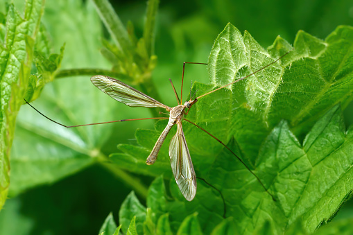 Crane fly Tipula luna - male on the green leaves of a plant - Baden-Württemberg, Germany