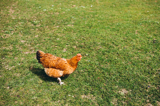 Free range chicken on a lawn pecking the ground outside a farm. Golden Comet Chicken. Hen free roaming in a green field