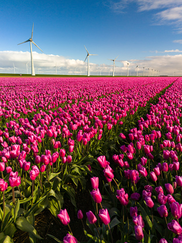 A vibrant field of pink tulips sways gently in the wind, with iconic Dutch windmill turbines standing tall in the background in the Noordoostpolder Netherlands