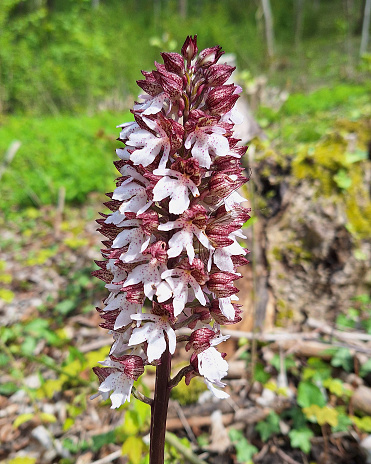 This orchid can be found in most parts of Europe, northern Africa, Turkey and the Caucasus. It usually grows in sloping woodlands, particularly in mixed deciduous / oak forests, but occasionally occur in meadows. It prefers limestone or chalk soil and partially shaded locations at an altitude of 0–1,350 metres (0–4,429 ft) above sea level.