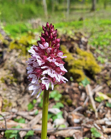 This orchid can be found in most parts of Europe, northern Africa, Turkey and the Caucasus. It usually grows in sloping woodlands, particularly in mixed deciduous / oak forests, but occasionally occur in meadows. It prefers limestone or chalk soil and partially shaded locations at an altitude of 0–1,350 metres (0–4,429 ft) above sea level.