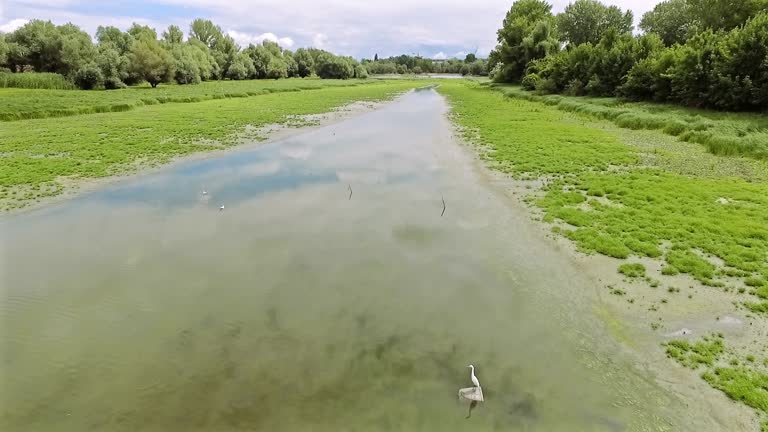 Drone footage of a swamp covered with green grass and birds in it in Serbia