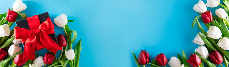 Beautiful white and red tulips with gift box on blue background