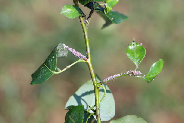 istock Pear-grass aphid (Melanaphis pyraria, synonym is Pyraphis pyrastri). A colony on a young pear tree shoot in the garden in spring. 2149648400