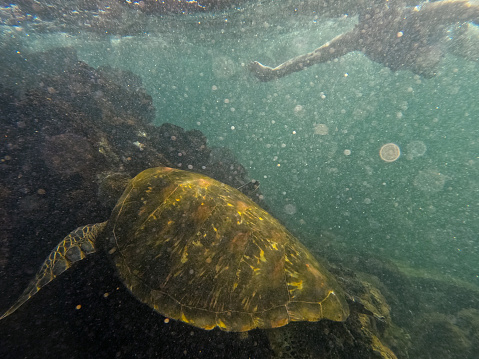Diving in the Galapagos islands