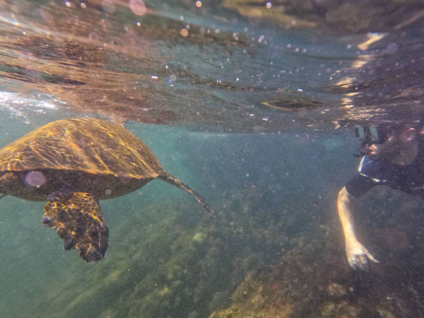 istock Diving in the Galapagos islands 2149650092