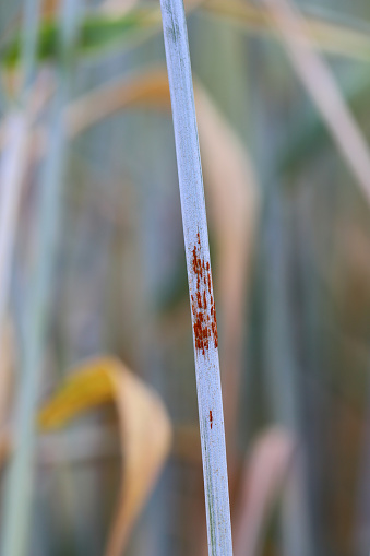 Black stem rust Puccinia graminis infection on a cereal stem.
