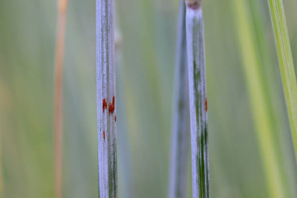 Black stem rust Puccinia graminis infection on a cereal stem.