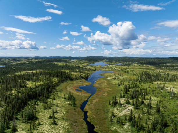 Boreal Forest Nature in Summer Season, Quebec, Canada