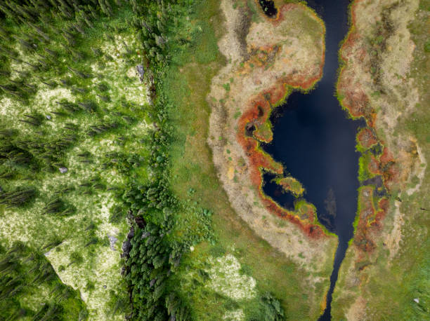 istock Boreal Forest Nature in Summer Season, Quebec, Canada 2149654284