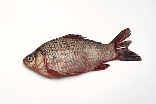 River crucian carp of the carp family isolated on a white background