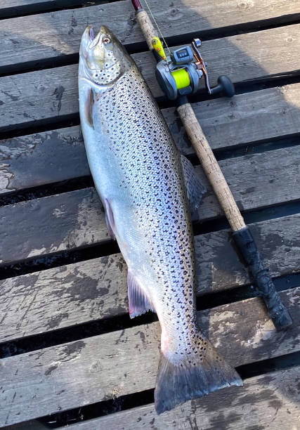 Prized Catch: 4kg Sea Trout Caught with Lure in May