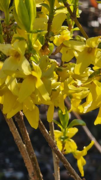 istock The Great beantiful flowers in spring season 2149656634