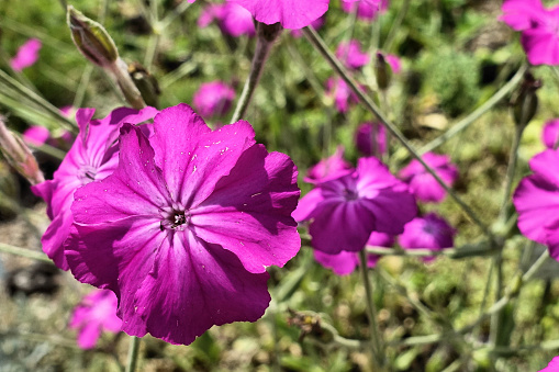 The Carnation 'Red Campion', also known as 'Red Catchfly' (Silene dioica), blooms from April to October