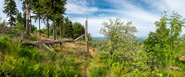 A forest clearing on the summit of the Großer Feldberg, Taunus with a dead, fallen conifer and a trail through the undergrowth