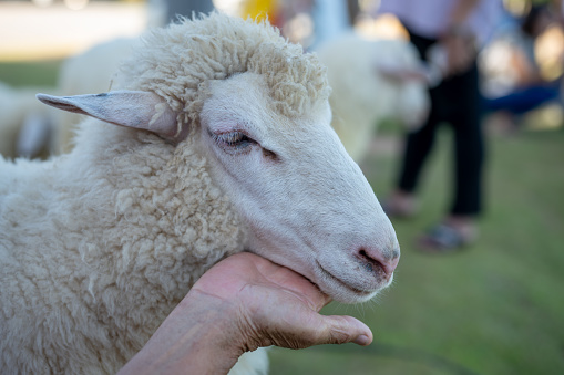 Sleeping lovely tried Sheep laying head on people hand. Portrait of cute sleepy white sheep resting on lady hand at agricultural animal farm in countryside