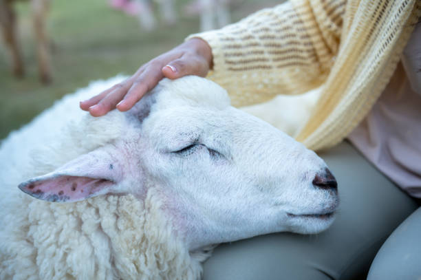 istock sleeping sheep laying head on people legs, woman is caring for lamb 2149657376