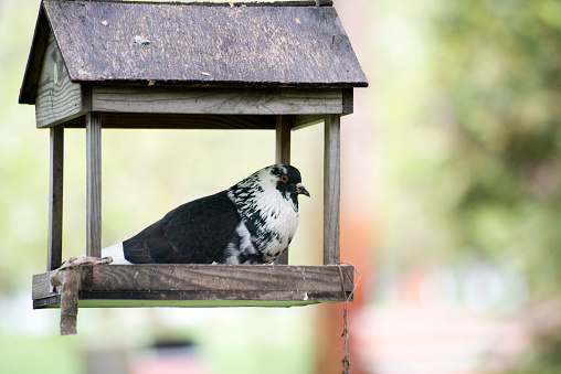 Pigeon sitting in the feeder