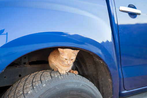 A young brawn kitten hiding on the tire of blue truck