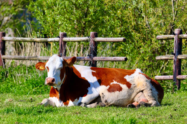 Most Dutch cows spend a great deal of the year out at pasture and eat mainly grass. The farm is near Delft city. Delfgauw  is a city in Zuid-Holland, Netherlands.