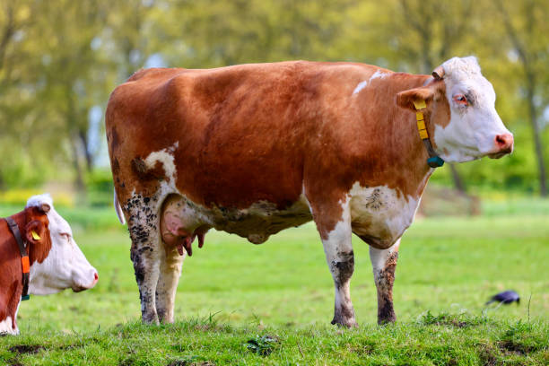 istock Cows on the dutch farm. 2149658803