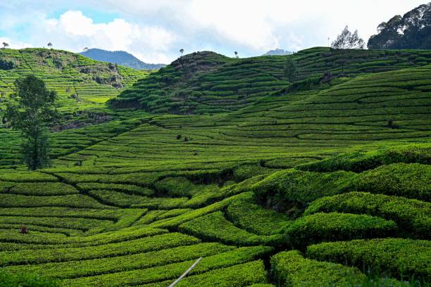 istock Panorama of Tea Plantation 2149658951