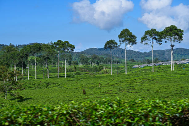 istock Panorama of Tea Plantation 2149658999
