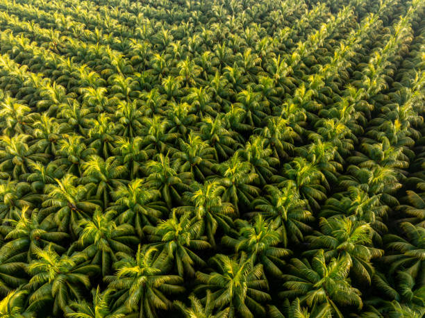 istock Top view of coconut trees field 2149659242