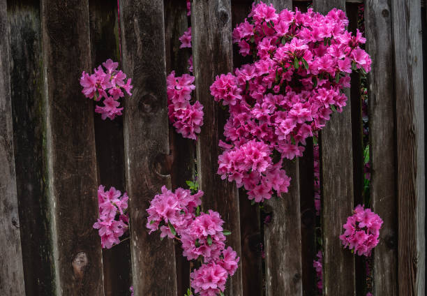 Beautiful red azaleas in peak bloom.