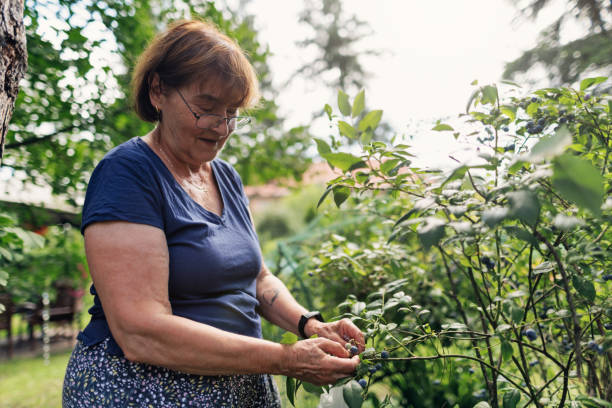 istock Senior woman picking blueberries in the backyard 2149660180